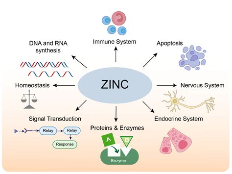 The Role of Zinc in Men’s Health and Immunity - balustradellc