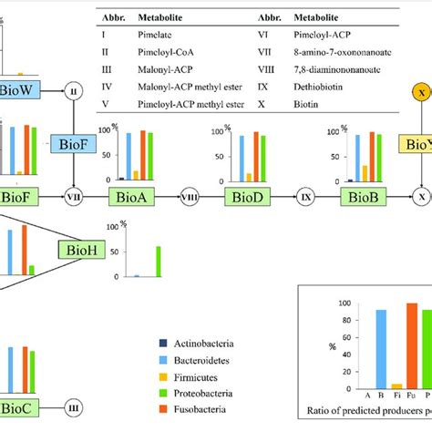 The roles of Biotin and Niacin - balustradellc