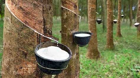 The Rubber Harvesting Process: From Tree to Latex Collection - balustradellc