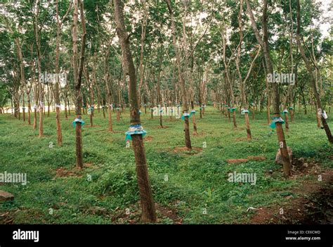 The Rubber Tree/Tapping - balustradellc