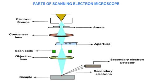 The scanning electron microscope in microbiology and diagnosis of ... - wintechmobiles.com
