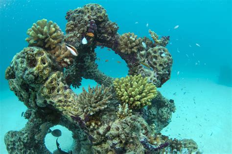 The Science Behind Artificial Reefs - muktibox.com