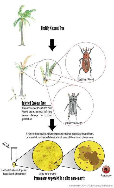 The science of attraction Using pheromones to control pests - raincitystudios.com