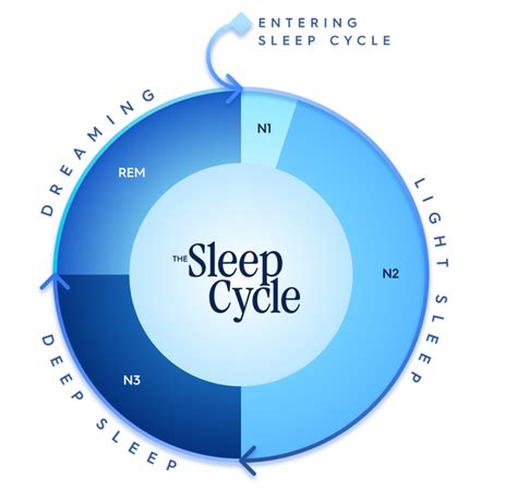 The Science of Sleep Cycles: Optimizing Your Rest for Better … - balustradellc