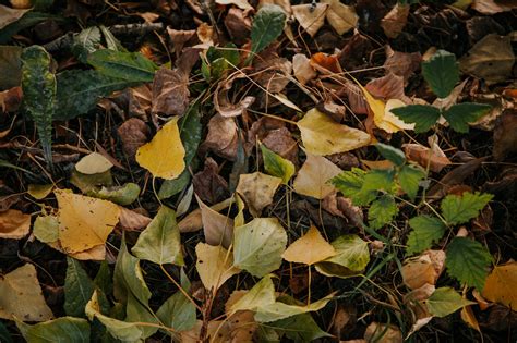 The Scientific Benefits of Leaf Litter for Forest … - raincitystudios.com