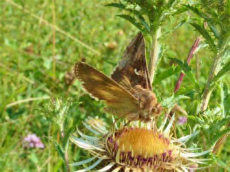 The secret pollinators: an overview of moth pollination with ... - Springer - raincitystudios.com