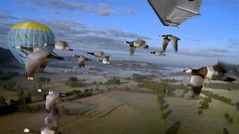 The Secret Routes of Migratory birds | Documentary - muktibox.com