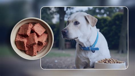 The Secret to Feeding Picky Dogs Easily - balustradellc
