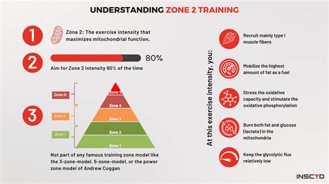 The Secrets of Zone 2 Training: Performance, Longevity, and More - balustradellc