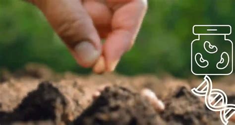 The Seed Journey to preserve plant genetic ... - We … - muktibox.com