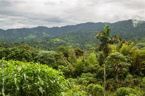 The Shola (Tropical Montane Forest)-Grassland … - raincitystudios.com