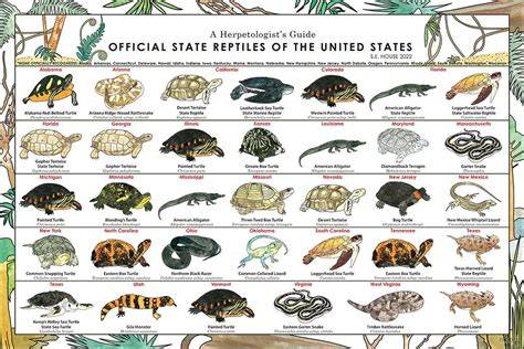 The Significance of Herpetology: Exploring the Importance of Reptiles ... - raincitystudios.com