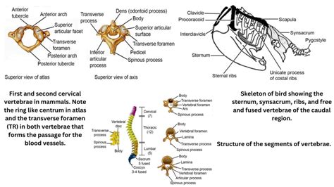 The significance of vertebrates in the structure and functioning of ... - raincitystudios.com