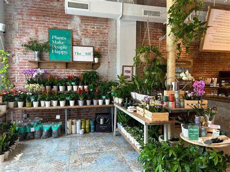 The Sill | Indoor Houseplants & Outdoor Plants for Sale … - raincitystudios.com