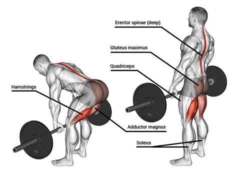 The Simple Deadlift Program - Vital Whole Human - T … - balustradellc