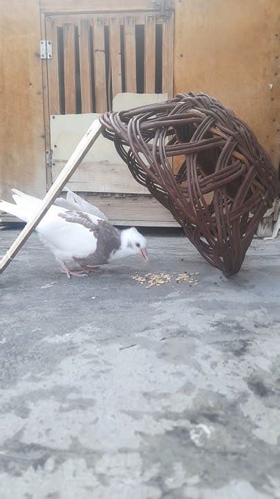 The Simplest Bird Trap - Instructables - balustradellc