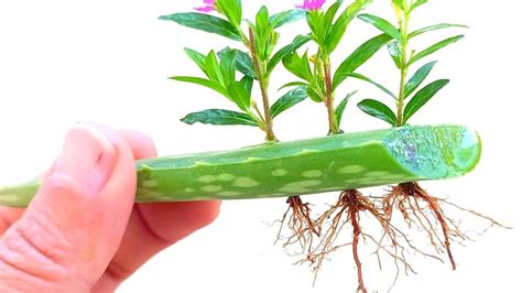 The Simplest Way to Grow Cloves – Gardener Guidebook - balustradellc