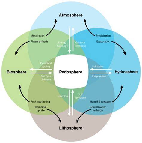 The Soil Biota | Learn Science at Scitable - Nature - raincitystudios.com