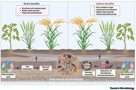 The soil microbiome governs the response of microbial ... - Nature - raincitystudios.com
