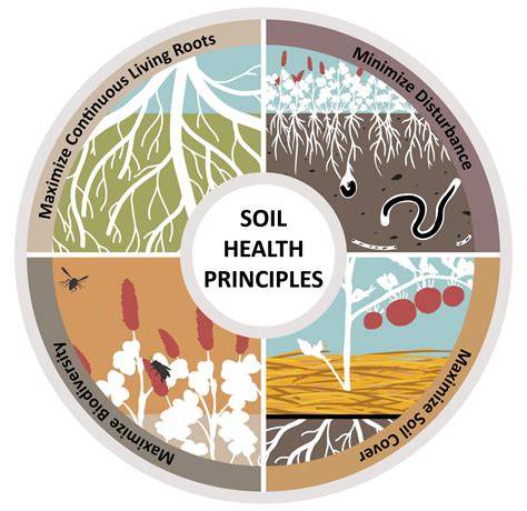 The soil-root nexus: how soil health shapes plant nutrient ... - Springer - raincitystudios.com