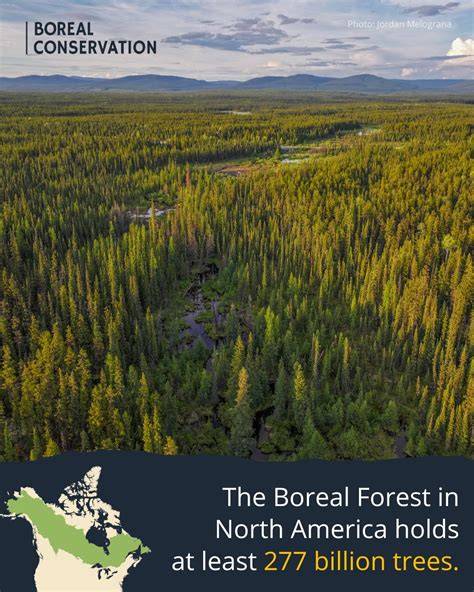 The State of Conservation in North America’s Boreal - raincitystudios.com