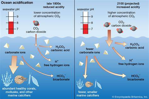 The state of ocean acidification - CSIRO - raincitystudios.com