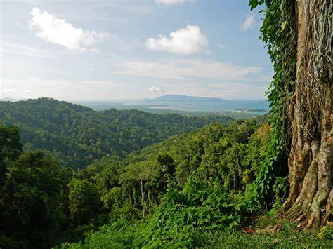 The State of the Forests of Papua New Guinea - Science In Public - raincitystudios.com