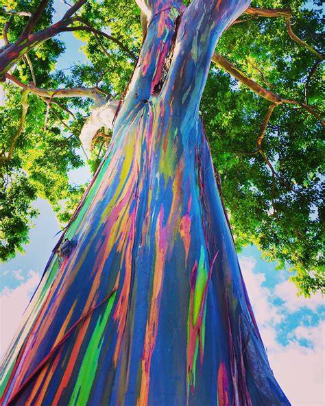The strange rainbow eucalyptus tree - Scimyst - raincitystudios.com
