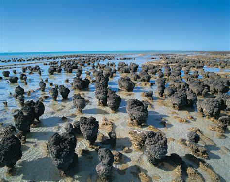 The Stromatolites of Hamelin Pool - Atlas Obscura - raincitystudios.com