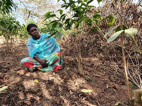 The Stumping Project – A FALCON COFFEES - raincitystudios.com