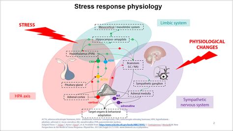 THE SYNTHESIS OF STRESS - Medium