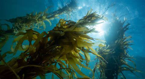 The Tasmanian Giant Kelp Restoration Project - The … - raincitystudios.com