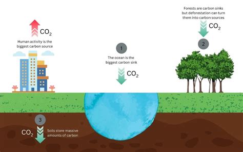 The Terrestrial Carbon Sink - Harvard University - raincitystudios.com