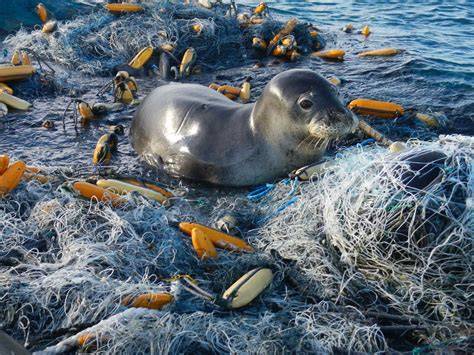 The Threat of Plastic Pollution to Marine Mammal Safety and Health - raincitystudios.com