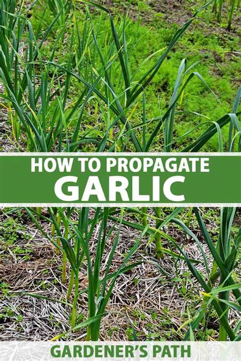 The Three Ways to Propagate Garlic - Gardener's Path - balustradellc