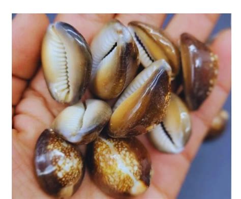 The Timeless Legacy of Cowrie Shells in Global Cultures - wintechmobiles.com