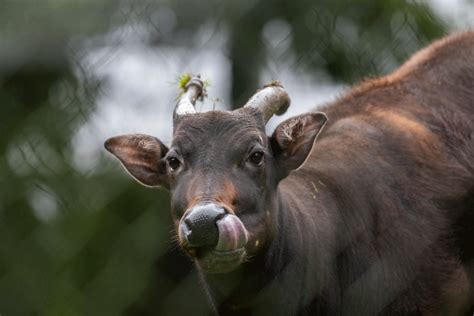 The Tiniest Buffalo - Point Defiance Zoo & Aquarium - muktibox.com