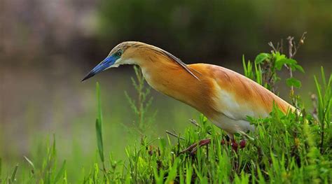 THE TOP 10 Egypt Bird Watching (UPDATED 2024) - Viator