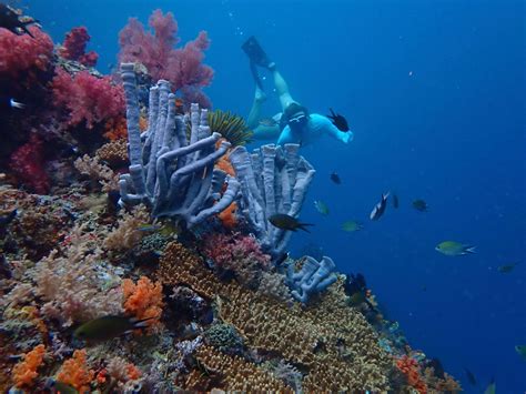 THE TOP 10 Indonesia Snorkeling (Prices from $7) - Viator - balustradellc