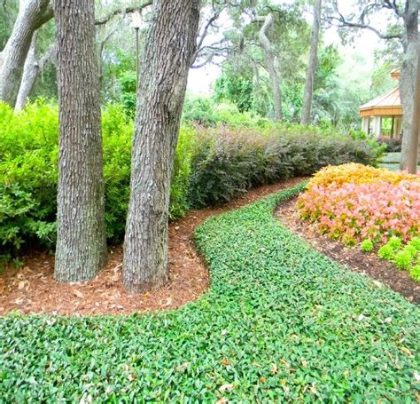 The Top 12 Groundcover Plants for Florida - Living … - raincitystudios.com