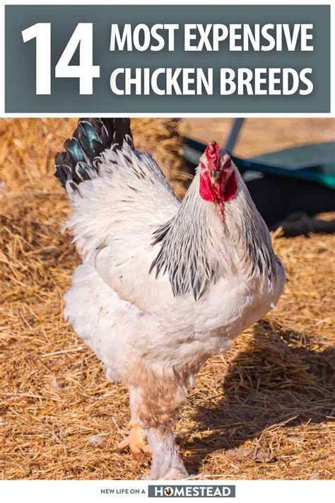 The Top 14 Most Expensive Chicken Breeds - New Life … - balustradellc