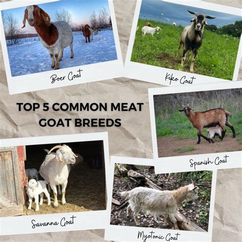 The Top 5 Meat Goat Breeds - Grazing with Leslie - balustradellc