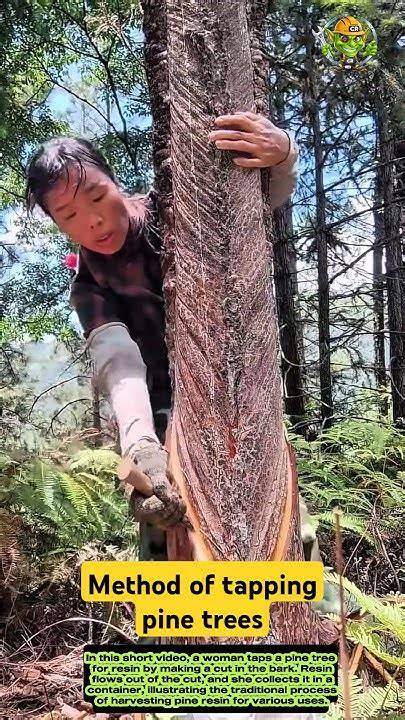 The traditional method of tapping pine trees - raincitystudios.com