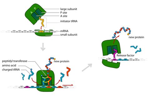 The Translation Process in Protein Synthesis - ThoughtCo - wintechmobiles.com