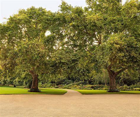 The Trees of Buckingham Palace Garden - Dendrology - raincitystudios.com