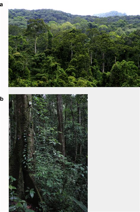 The tropical-subtropical evergreen forest transition in East Asia: An ... - raincitystudios.com