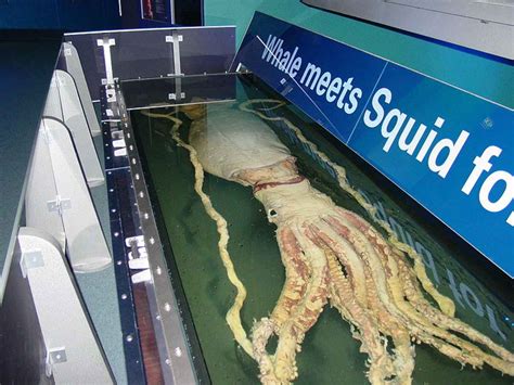 The Truth About the Kraken: What Scientists Say About Giant Squid ... - balustradellc