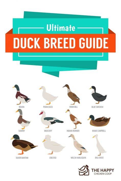 The Ultimate Duck Breed Guide - The Happy Chicken … - raincitystudios.com