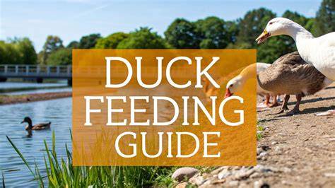 The Ultimate Duck Feeding Guide - The Happy … - raincitystudios.com