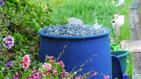 The Ultimate Guide on How to Collect and Use Rainwater for Plants - balustradellc